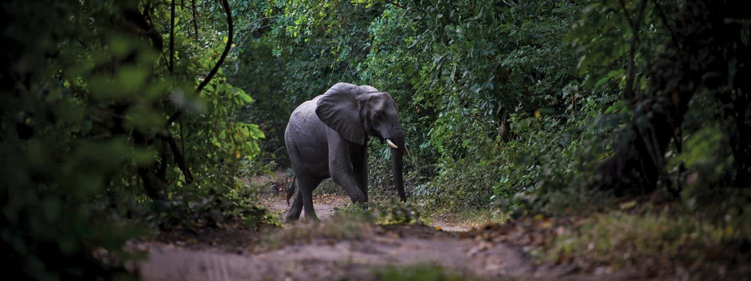 Elephant walking on a path surrounded by trees
