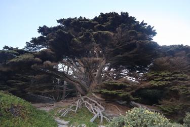 tree of life