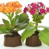 Flower pots 3D printed from spent coffee grounds