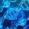 DNA strands