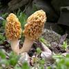 Mushroom