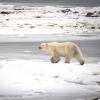 Photo of a Polar bear walking across ice taken by McFerrin