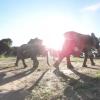 Elephants in Zimbabwe