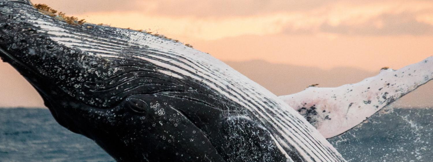 A whale in front of a orange sunset breaches the ocean.