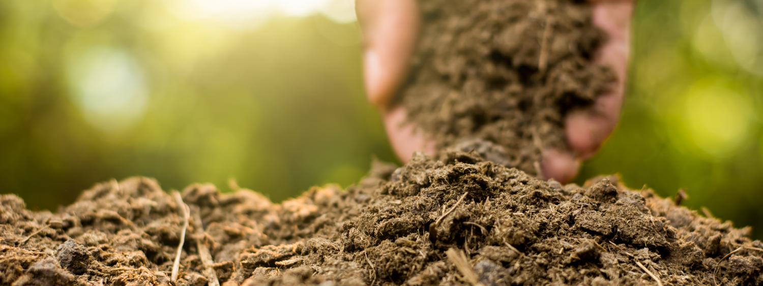 Person holding handful of fertilizer