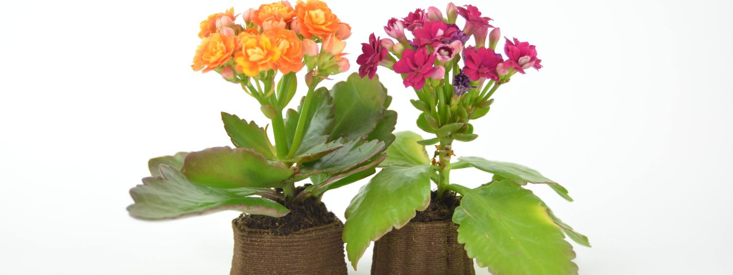 Flower pot 3D printed with from a medium of coffee grounds