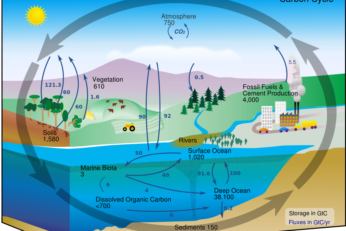 Carbon Cycle