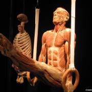 Body World Exhibit