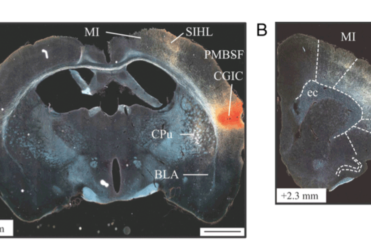 barth lab image
