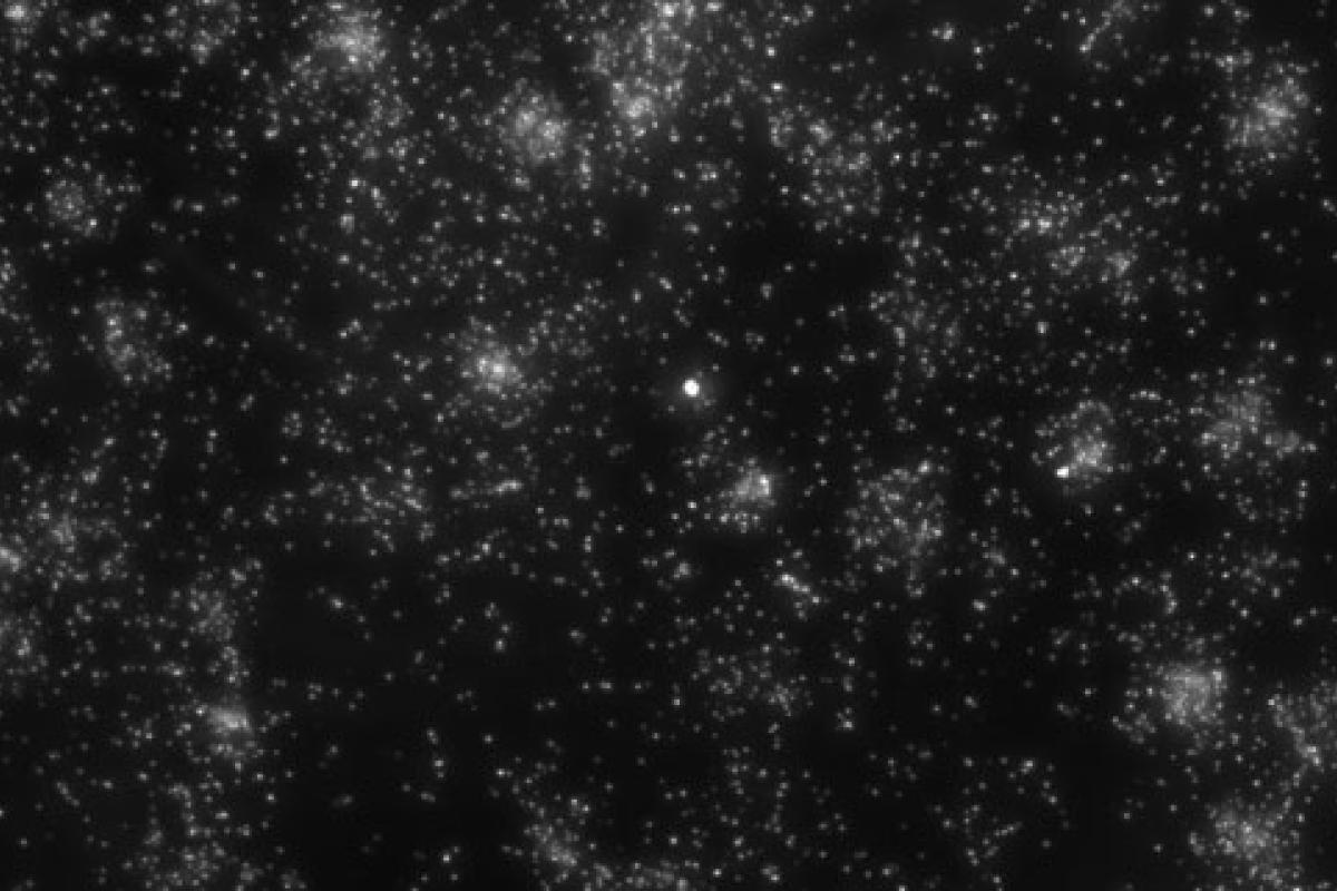 campeau lab image
