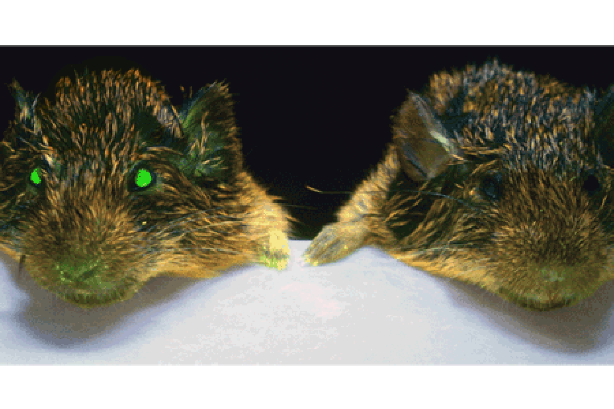 donaldson lab image