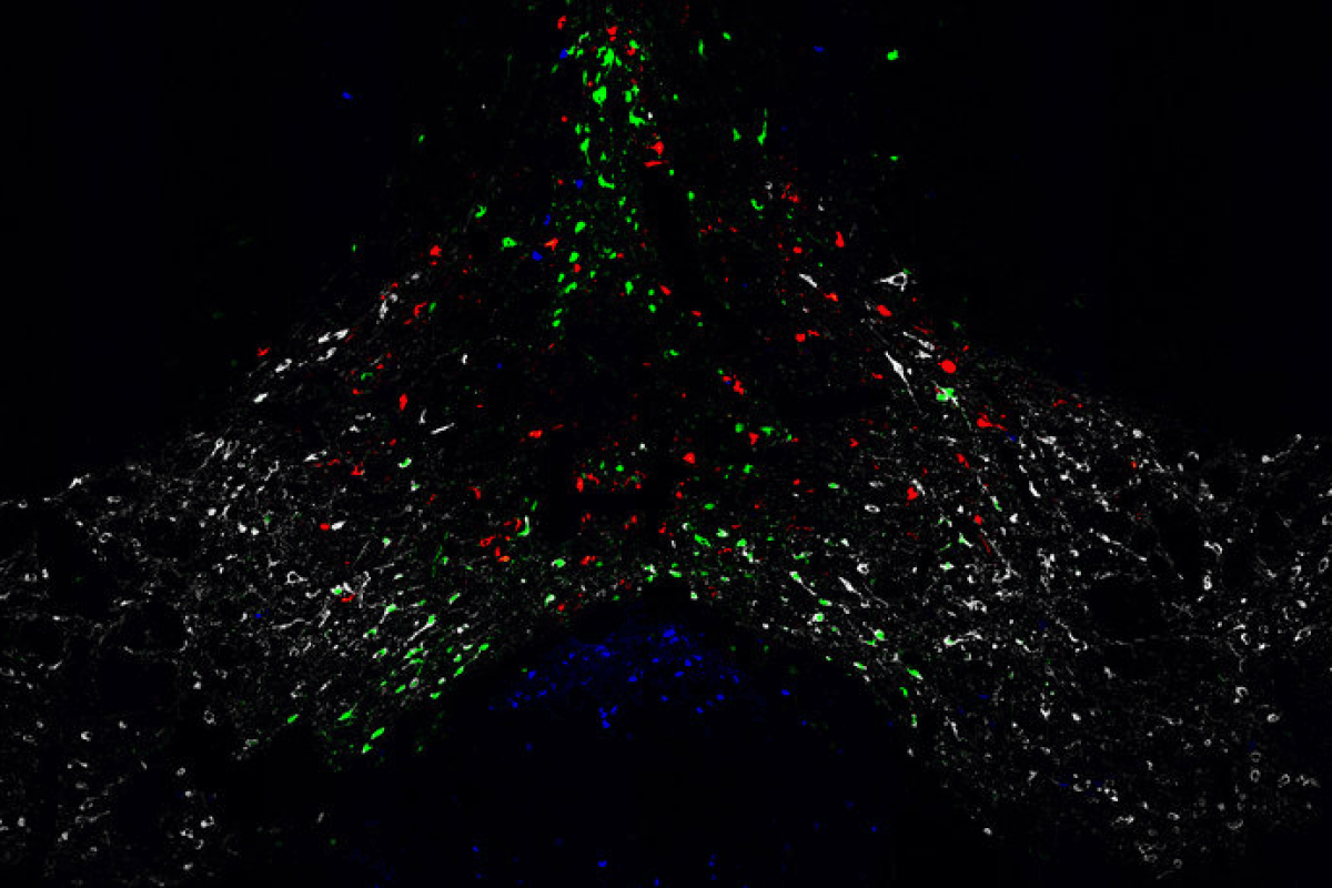 root lab image