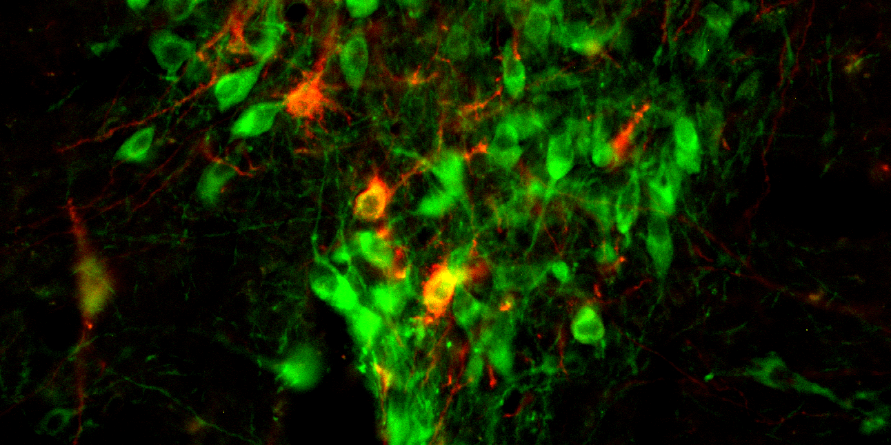 neuronal image