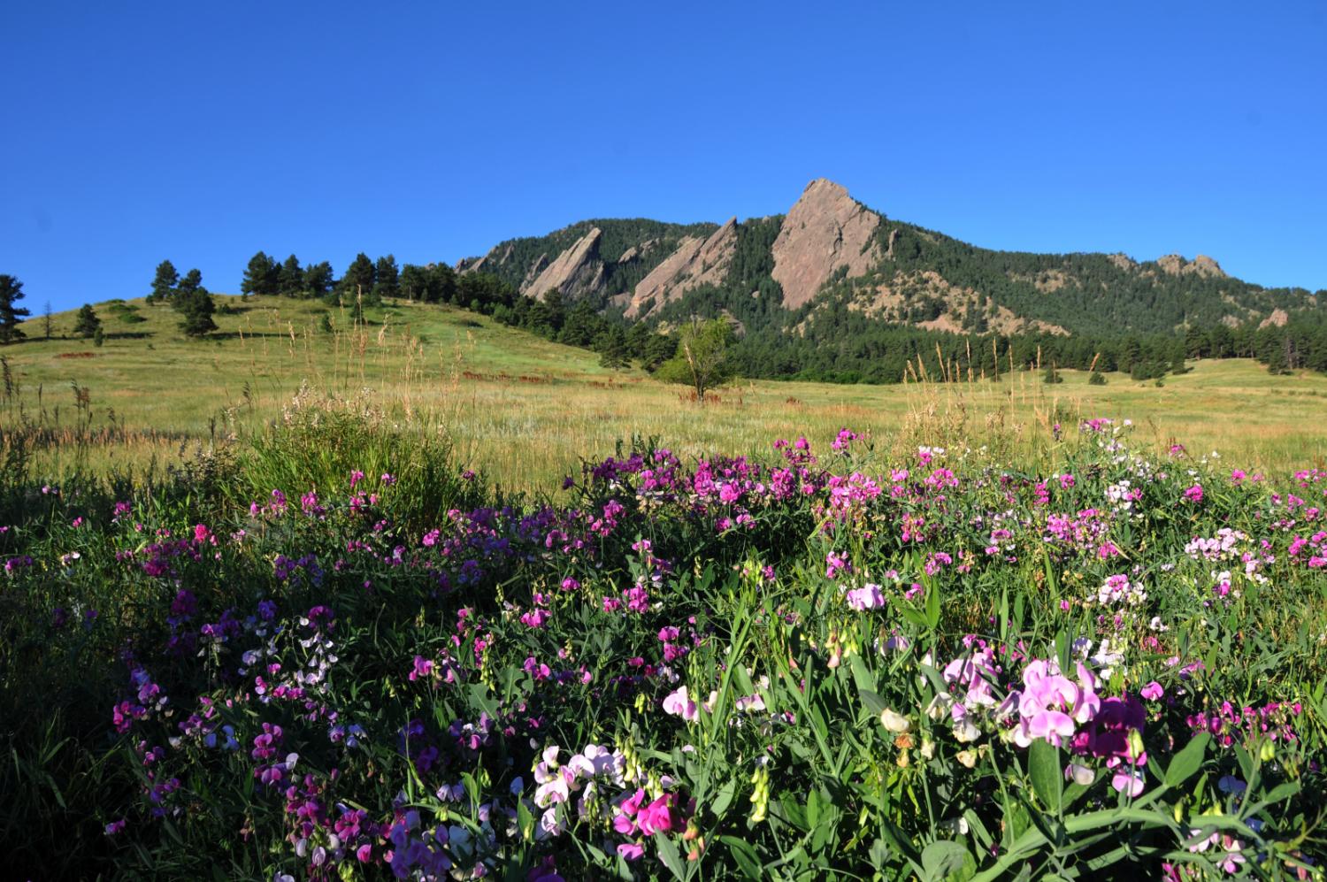 A purple flower park with mountains in the background.