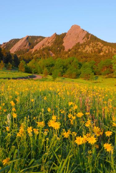 The majestic Flatirons at sunrise from Chautauqua Park in Boulder.
