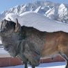 Bronze statue of Ralphie covered in snow