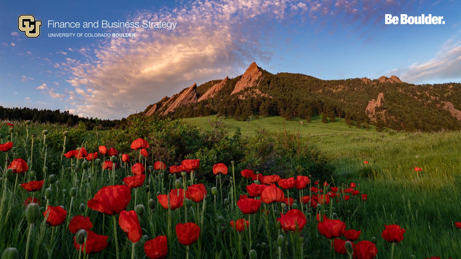 Poppies on CU Boulder campus grounds