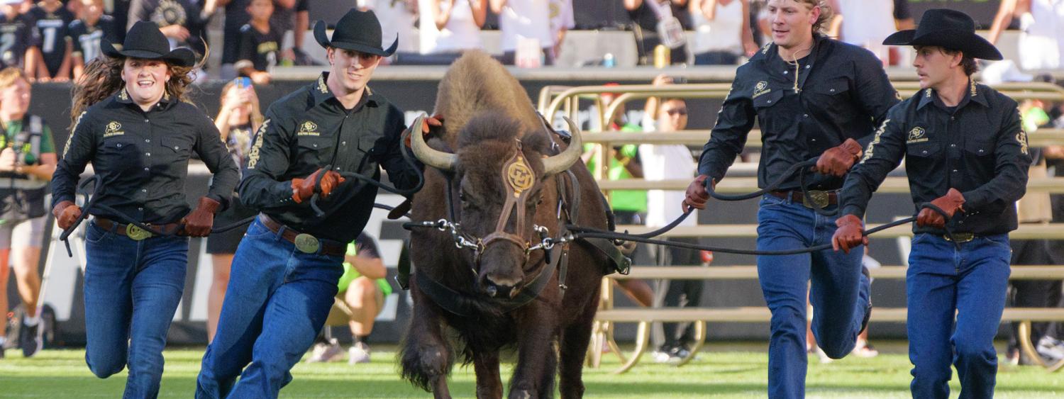Ralphie running down the field with handlers