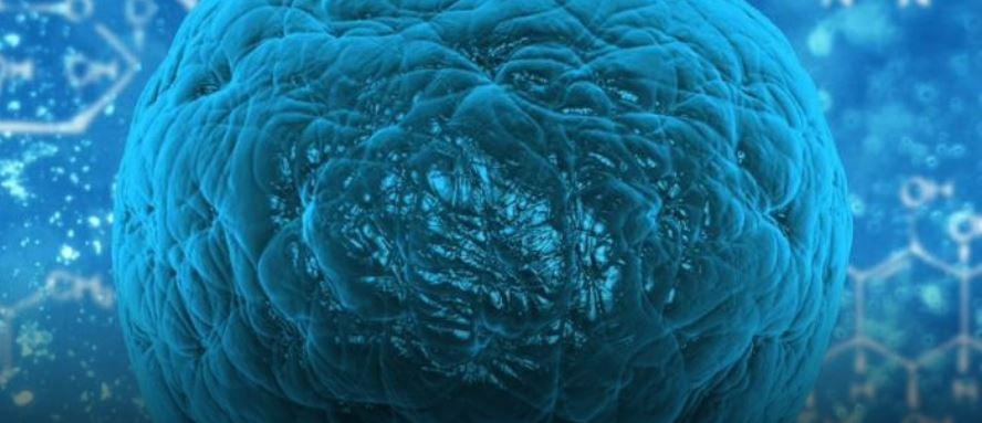 How does a stem cell know what to become? Study shows RNA plays key ...