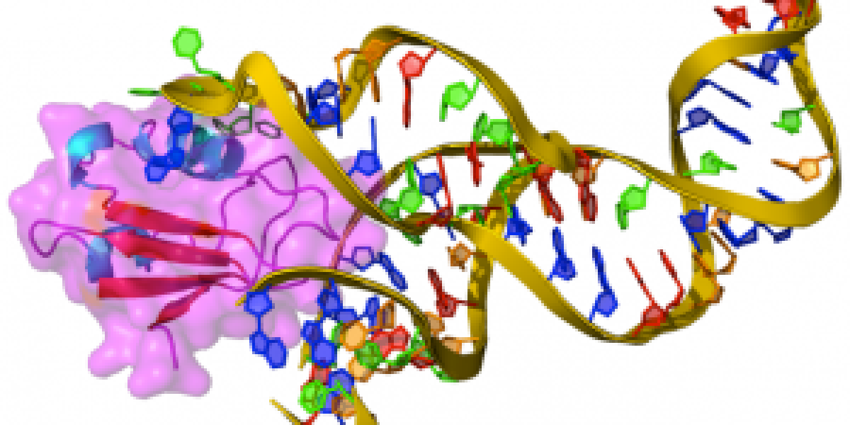 DNA and protein model