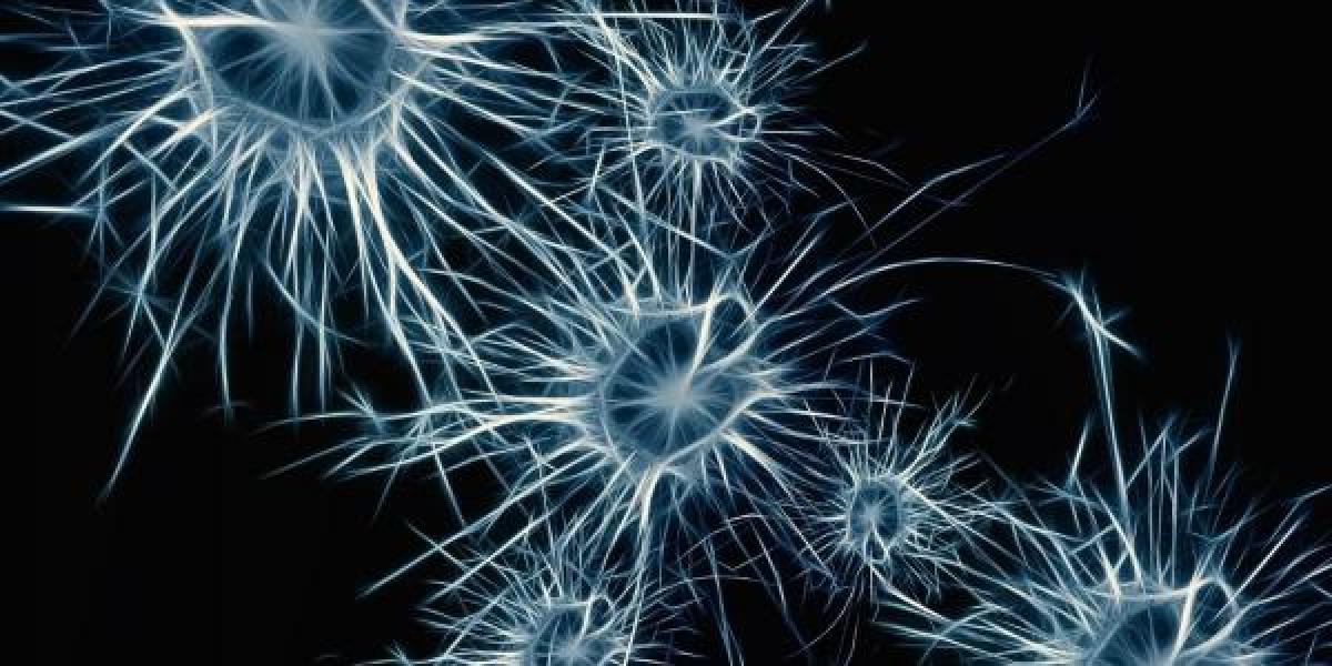 nerve cells