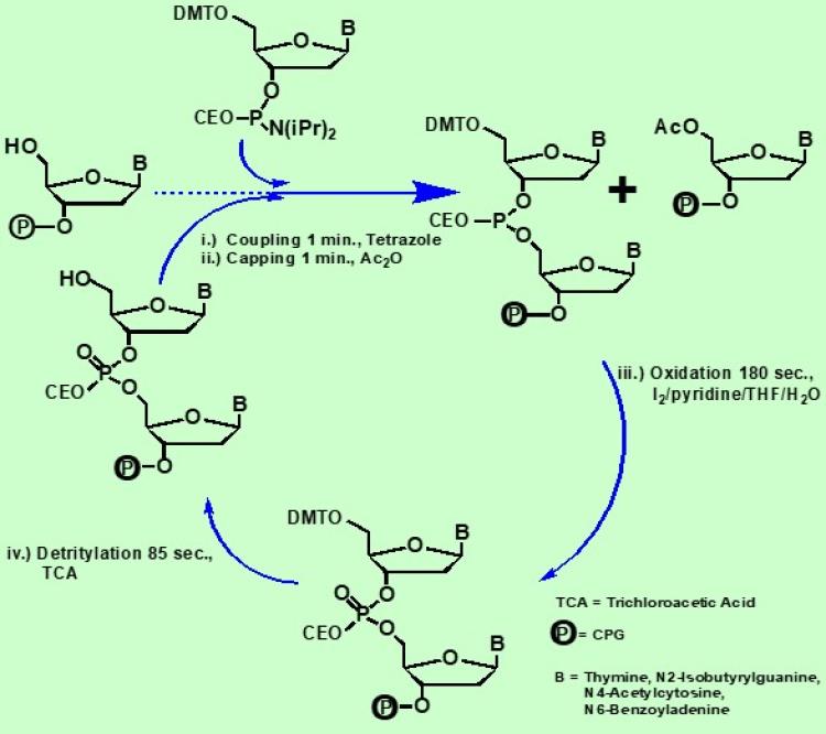 DNA Cycle as Discovered by Dr Caruthers