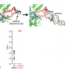 aptamer