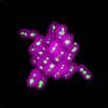 bacteria