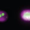 cyanobacteria