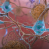 neuron