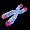 Telomeres