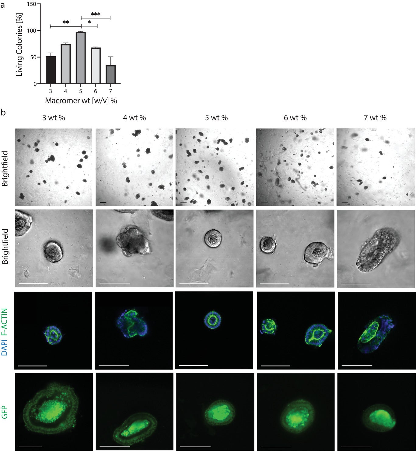 Relaxation of Extracellular Matrix Forces Directs Crypt Formation and ...