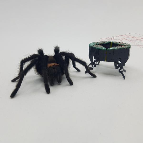 A spider and the mini robot it inspired
