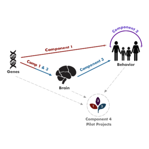 Schematic representing interaction of genes and behavior 