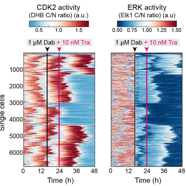 Red and blue line graphs depicting thousands of single cells responding to cancer drugs