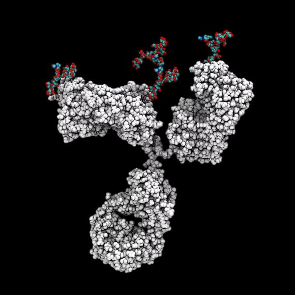 Molecular model of a protein