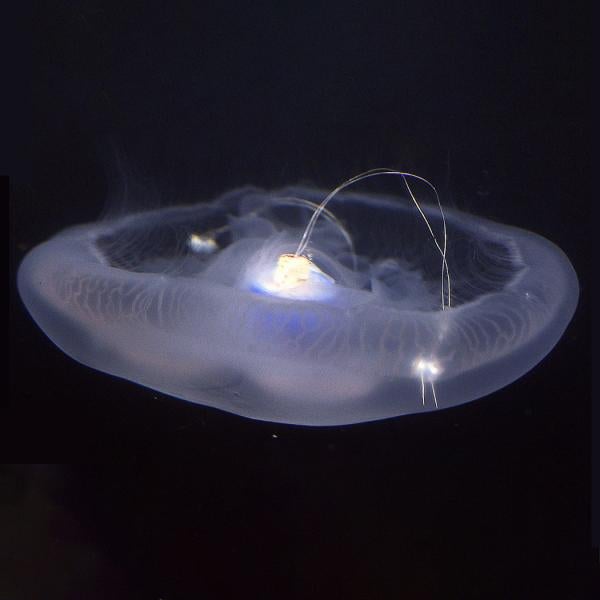 A robot jellyfish hybrid