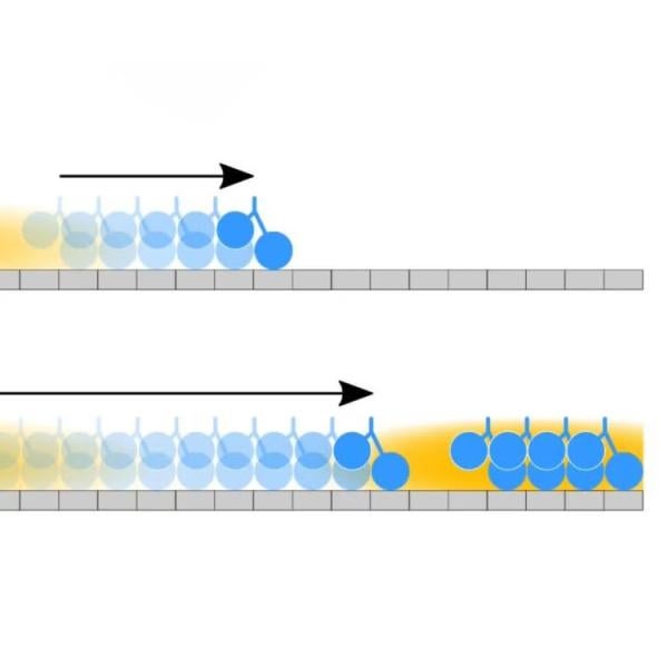 Blue and yellow illustration of microtubules