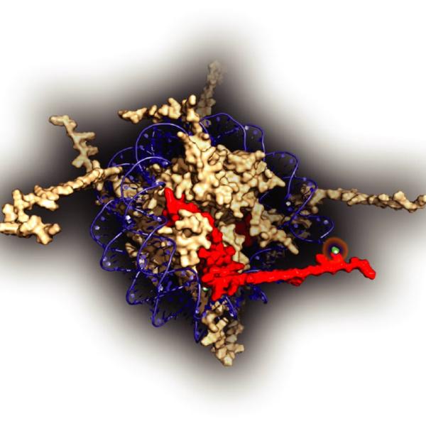 Molecular model of chromatin