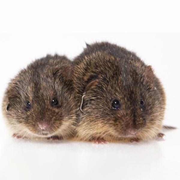 Huddling Voles