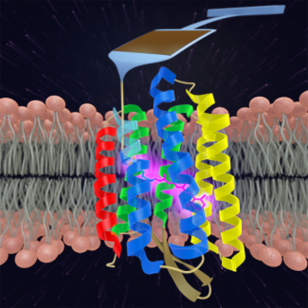 A schematic of a multi-colored membrane protein inserted in a membrane