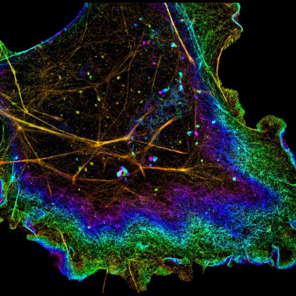Traditional microscopes often are unable to resolve the truly fine structures in our cells. This puts a limit onto what researchers can observe and the areas of study that can be pursued. Recently, advances in optical microscopy technologies have improved upon this visual limit by nearly ten-fold. Such progress is allowing investigators to achieve new insights into subcellular structure and function.