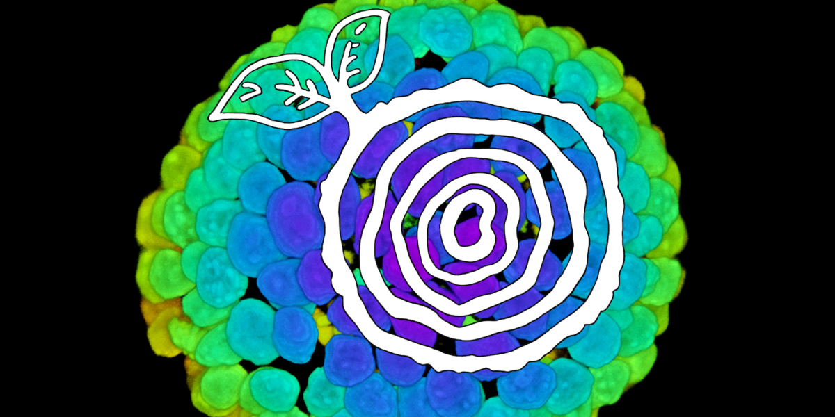 A regrowing stump icon on top of a rainbow colored collection of cells
