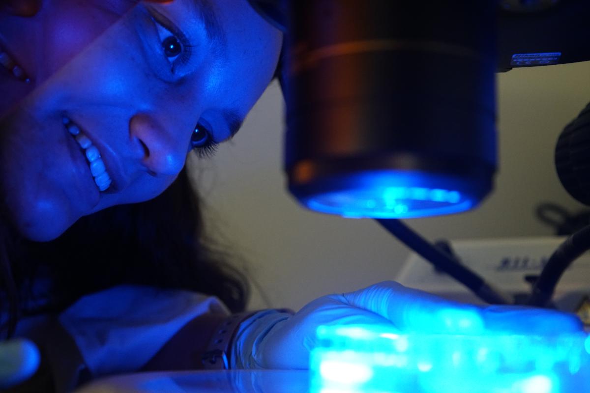 Researcher looking at a microscope with a blue light shining