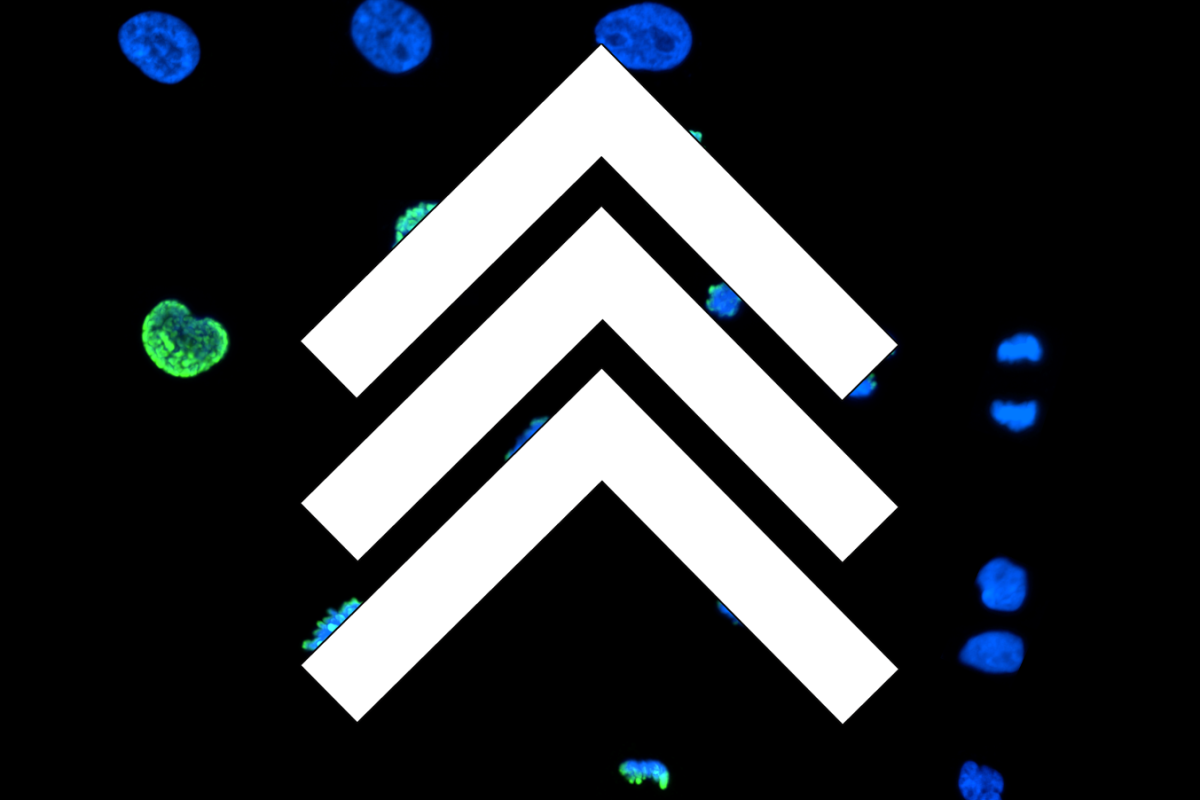 Dividing nuclei micrograph with three chevron icon overlayed