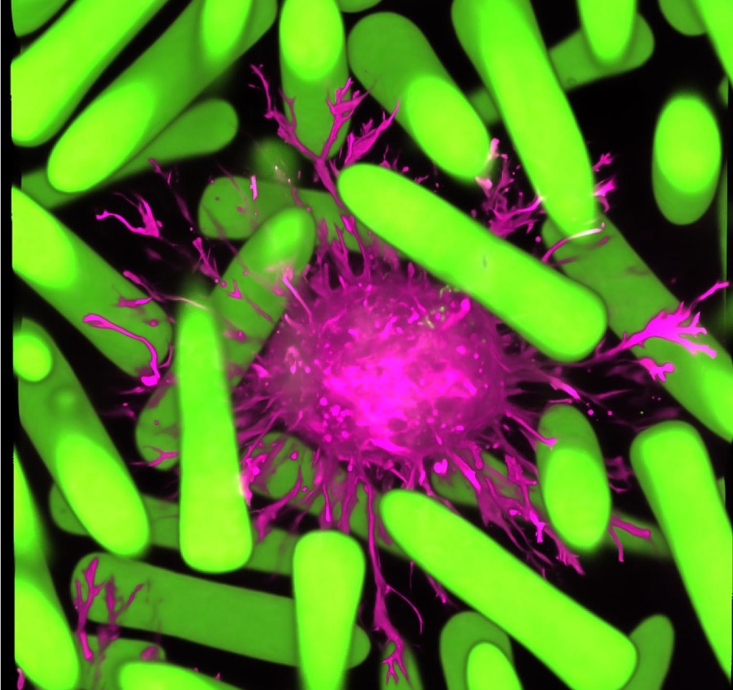 Green and pink micrograph