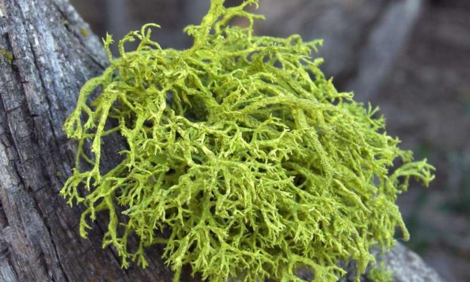 Lichen