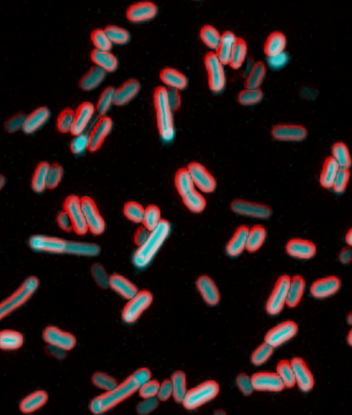 Bacteria microscope image