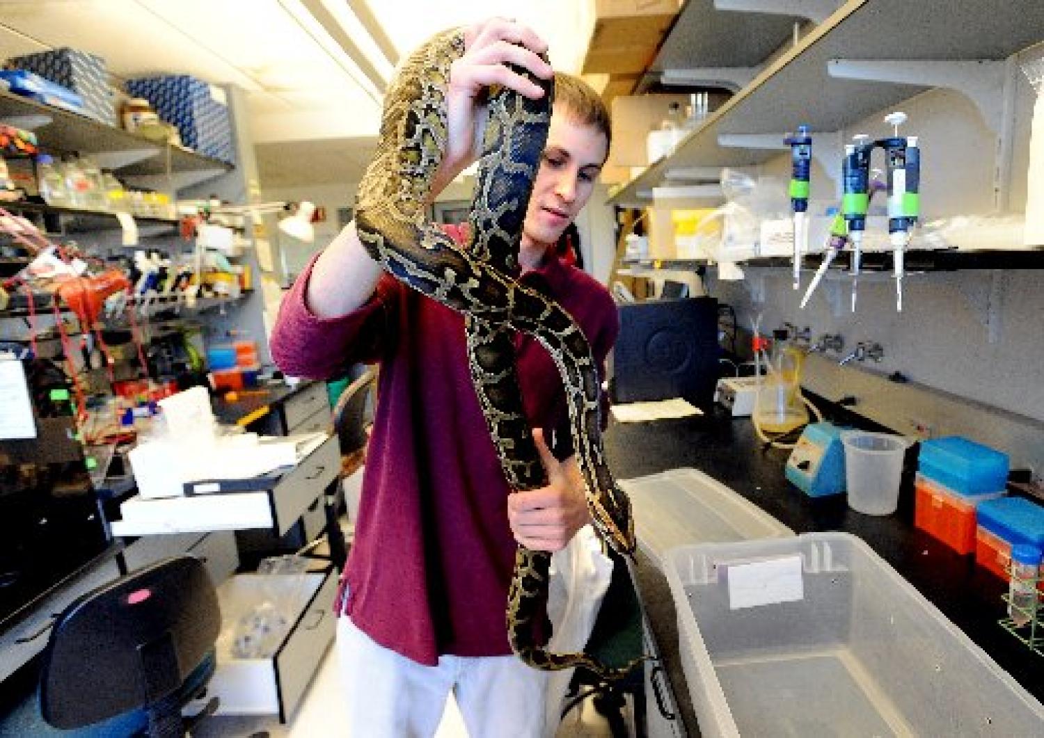 Ryan Doptis handles one of the pythons in Leslie Leinwand's lab. Doptis, an MCD Biology major, graduated in December. (Image: Cliff Grassmick)