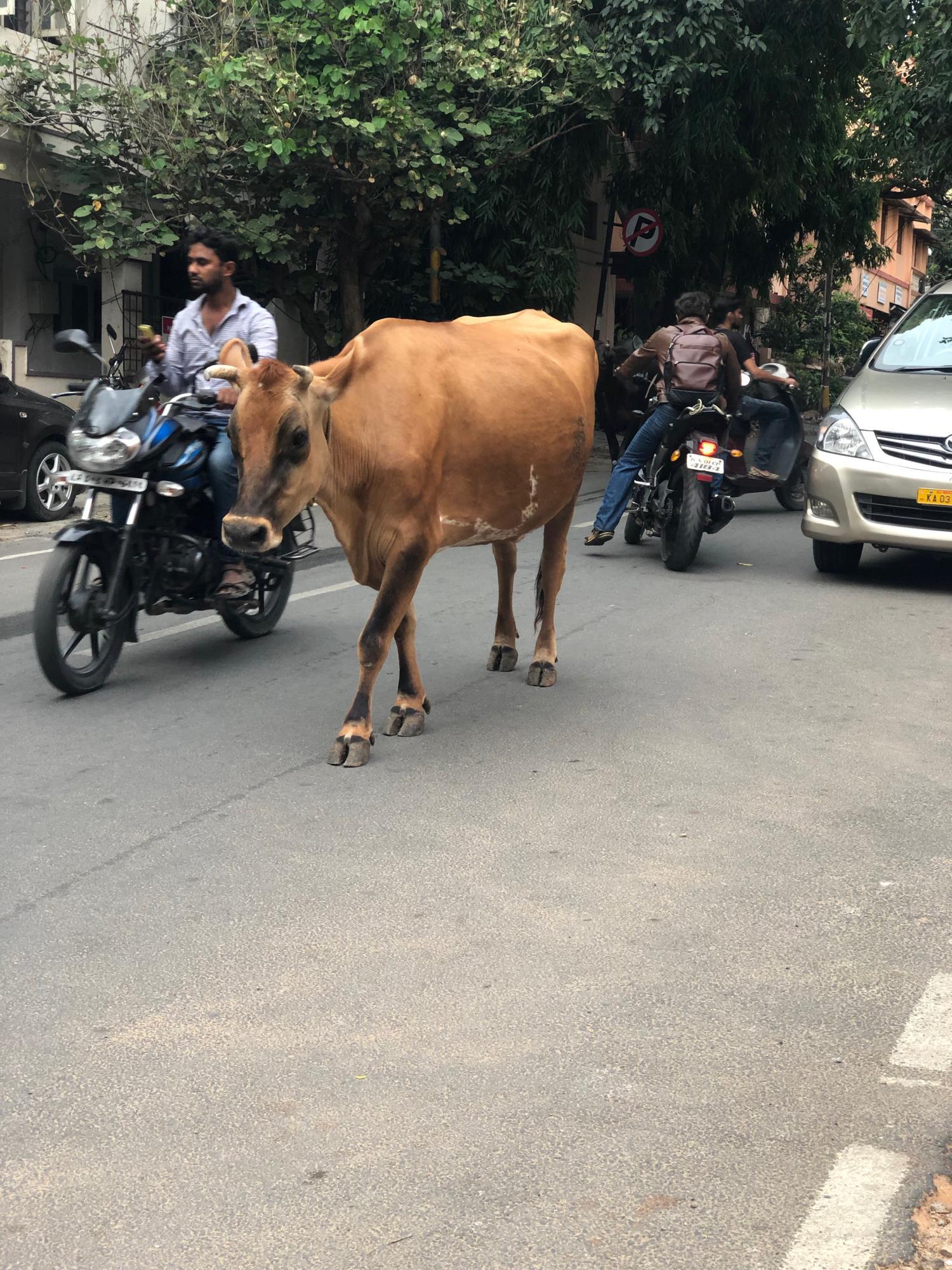 Cow in traffic